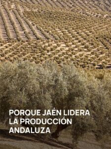 Gestión administrativa sector aceite de oliva