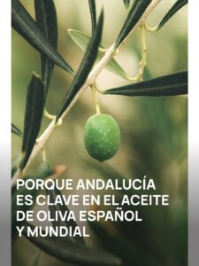 Gestión administrativa sector del aceite de oliva