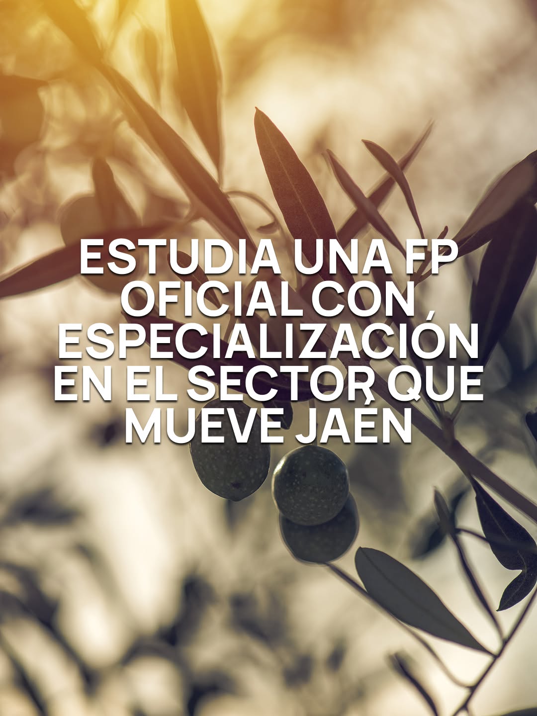 Gestión administrativa sector del aceite de oliva
